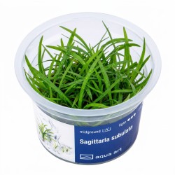 Sagittaria subulata - roślina do akwarium