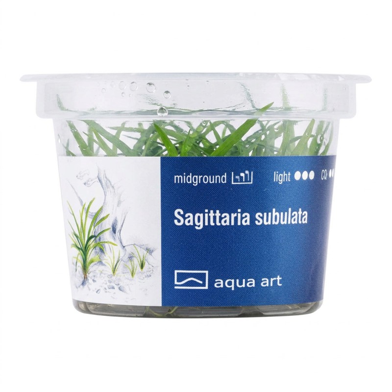 Sagittaria subulata - roślina do akwarium