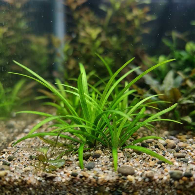 Sagittaria subulata - roślina do akwarium