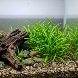 Sagittaria subulata - roślina do akwarium