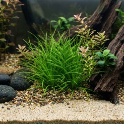 Sagittaria subulata - roślina do akwarium