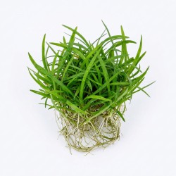 Sagittaria subulata - roślina do akwarium