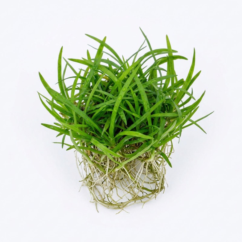 Sagittaria subulata - roślina do akwarium