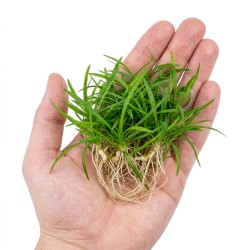 Sagittaria subulata - roślina do akwarium