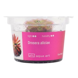 Drosera aliciae - roślina owadożerna rosiczka do terrarium Drosera aliciae - roślina owadożerna rosiczka do terrarium