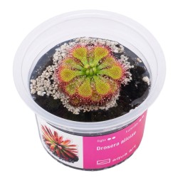 Drosera aliciae - roślina owadożerna rosiczka do terrarium