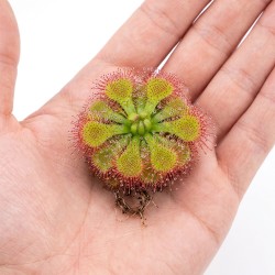 Drosera aliciae - roślina owadożerna rosiczka do terrarium Drosera aliciae - roślina owadożerna rosiczka do terrarium
