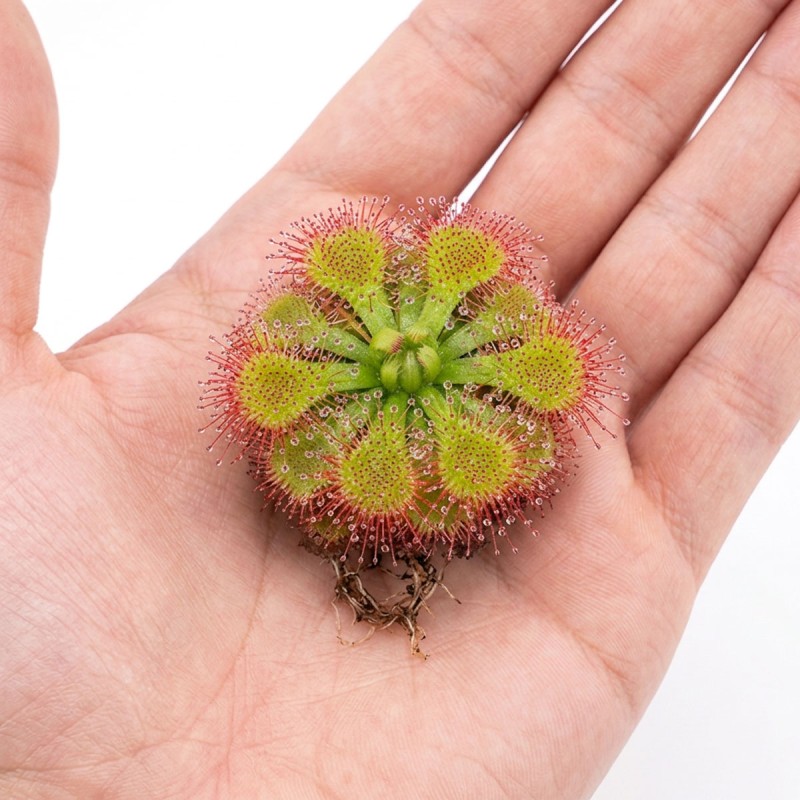 Drosera aliciae - roślina owadożerna rosiczka do terrarium Drosera aliciae - roślina owadożerna rosiczka do terrarium