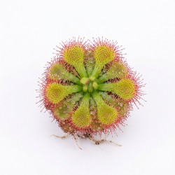Drosera aliciae - roślina owadożerna rosiczka do terrarium Drosera aliciae - roślina owadożerna rosiczka do terrarium
