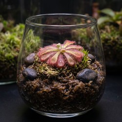 Drosera aliciae - roślina owadożerna rosiczka do terrarium Drosera aliciae - roślina owadożerna rosiczka do terrarium