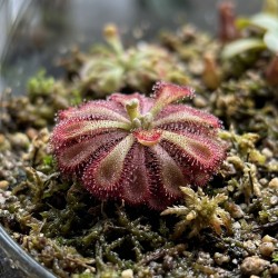 Drosera aliciae - roślina owadożerna rosiczka do terrarium Drosera aliciae - roślina owadożerna rosiczka do terrarium