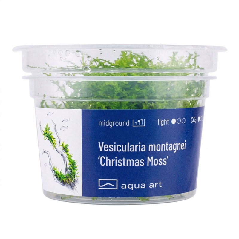 Vesicularia montagnei 'Christmas Moss' - mech do akwarium