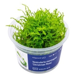 Vesicularia montagnei 'Christmas Moss' - mech do akwarium