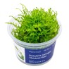 Vesicularia montagnei 'Christmas Moss' - mech do akwarium