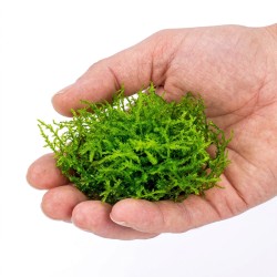 Vesicularia montagnei 'Christmas Moss' - mech do akwarium