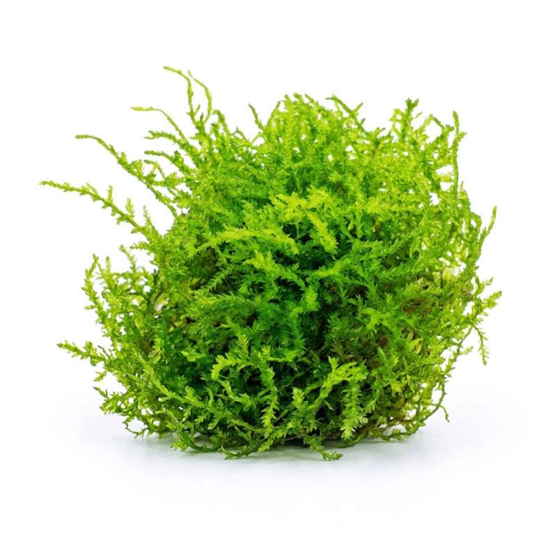 Vesicularia montagnei 'Christmas Moss' - mech do akwarium