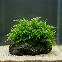 Vesicularia montagnei 'Christmas Moss' - mech do akwarium