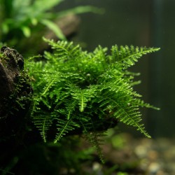 Vesicularia montagnei 'Christmas Moss' - mech do akwarium