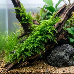 Vesicularia montagnei 'Christmas Moss' - mech do akwarium