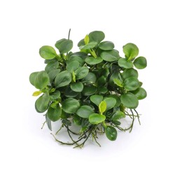 Anubias barteri Mini Coin - roślina do akwarium