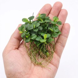 Anubias barteri Mini Coin - roślina do akwarium
