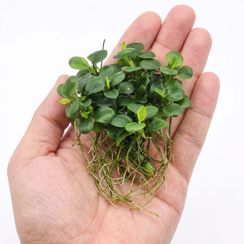 Anubias barteri Mini Coin - roślina do akwarium