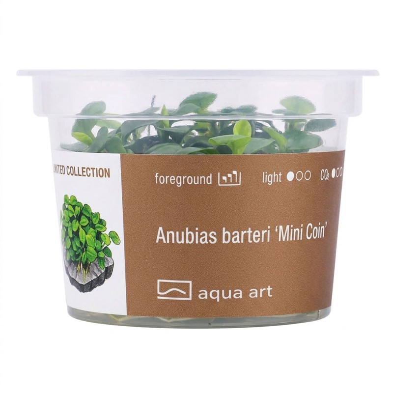 Anubias barteri Mini Coin - roślina do akwarium