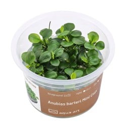 Anubias barteri Mini Coin - roślina do akwarium