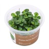 Anubias barteri Mini Coin - roślina do akwarium