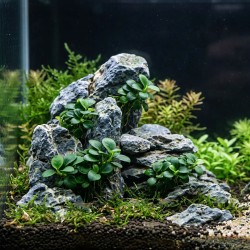 Anubias barteri Mini Coin - roślina do akwarium