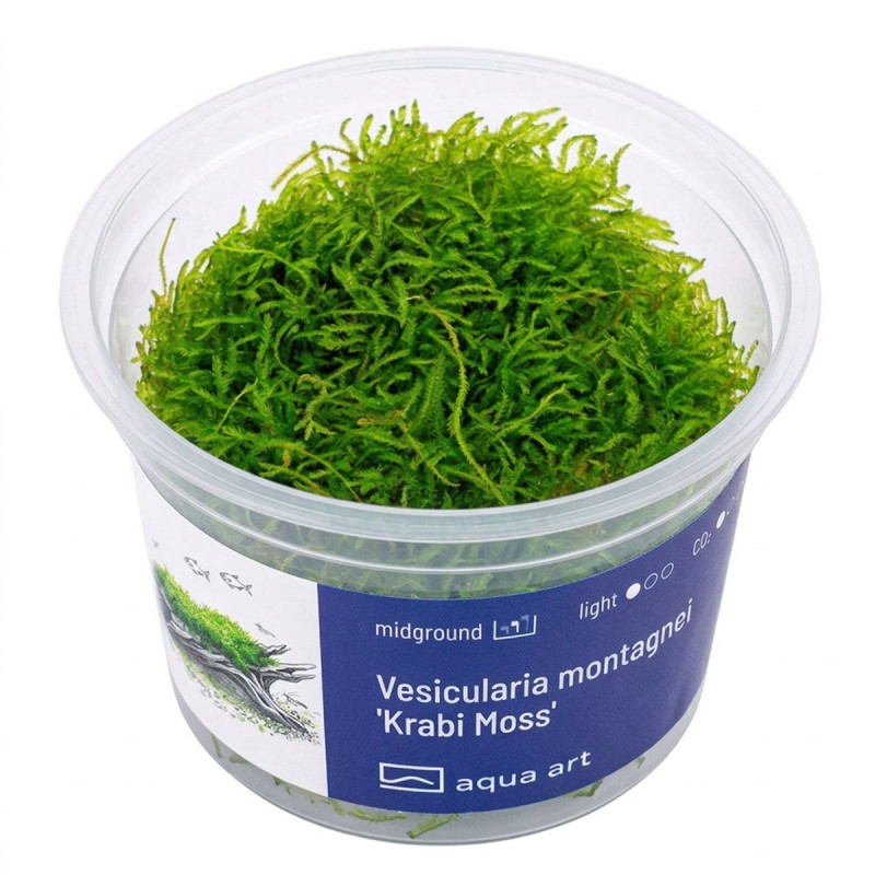 Vesicularia montagnei ‘Krabi Moss’ - mech do akwarium