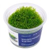 Vesicularia montagnei ‘Krabi Moss’ - mech do akwarium