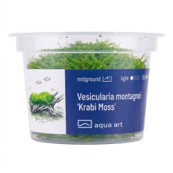 Vesicularia montagnei ‘Krabi Moss’ - mech do akwarium
