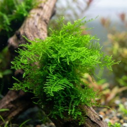 Vesicularia montagnei ‘Krabi Moss’ - mech do akwarium