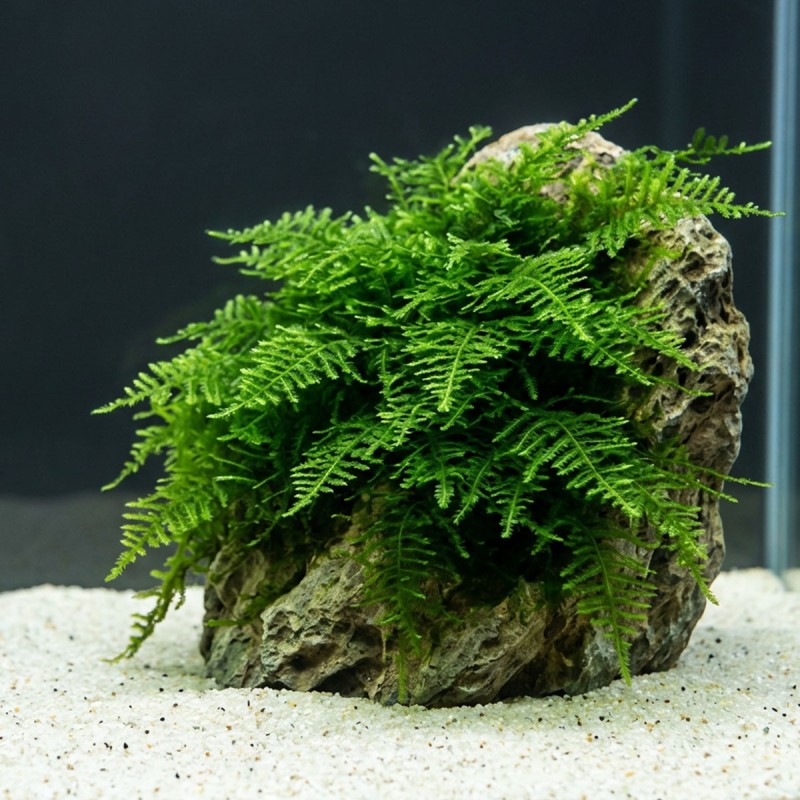Vesicularia montagnei ‘Krabi Moss’ - mech do akwarium