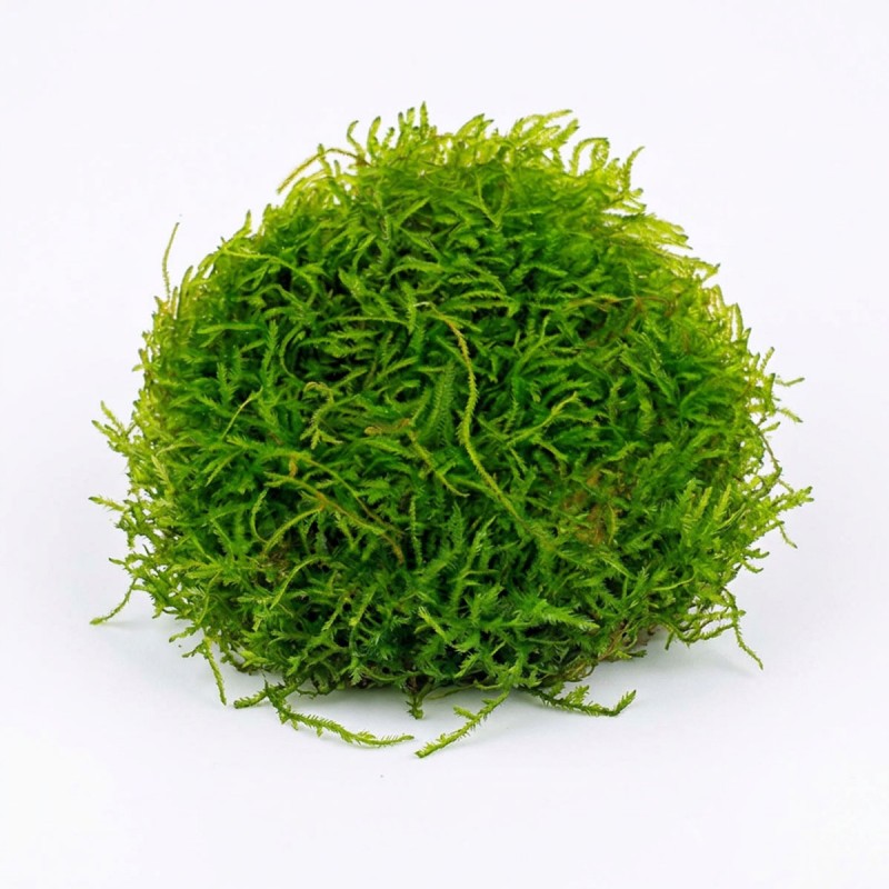 Vesicularia montagnei ‘Krabi Moss’ - mech do akwarium
