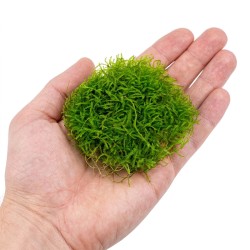 Vesicularia montagnei ‘Krabi Moss’ - mech do akwarium