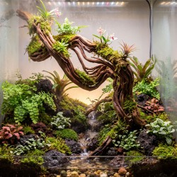 Korzeń Azalea Wood naturalna dekoracja do akwarium i terrarium