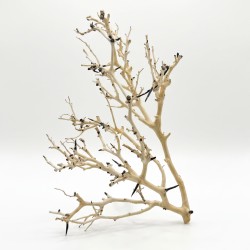 Korzeń do akwarium i terrarium Coral Tree Wood Korzeń do akwarium i terrarium Coral Tree Wood
