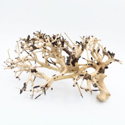 Korzeń do akwarium i terrarium Coral Tree Wood Korzeń do akwarium i terrarium Coral Tree Wood