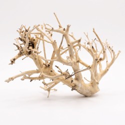 Korzeń do akwarium i terrarium Coral Tree Wood Korzeń do akwarium i terrarium Coral Tree Wood