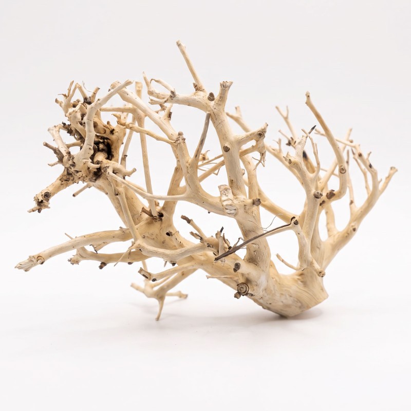 Korzeń do akwarium i terrarium Coral Tree Wood Korzeń do akwarium i terrarium Coral Tree Wood