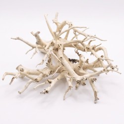 Korzeń do akwarium i terrarium Coral Tree Wood Korzeń do akwarium i terrarium Coral Tree Wood