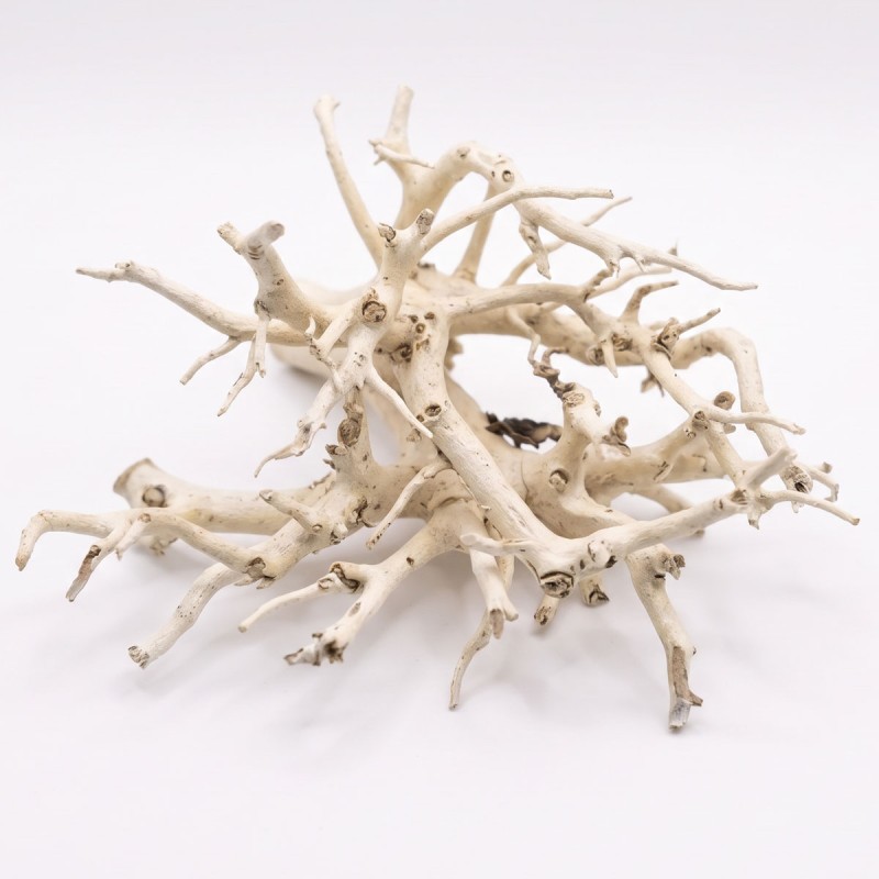 Korzeń do akwarium i terrarium Coral Tree Wood Korzeń do akwarium i terrarium Coral Tree Wood