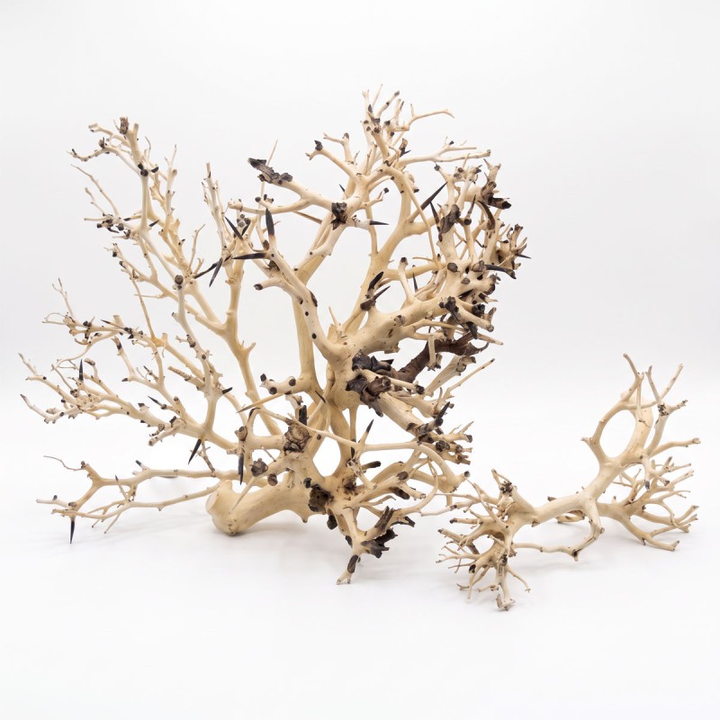 Korzeń do akwarium i terrarium Coral Tree Wood Korzeń do akwarium i terrarium Coral Tree Wood