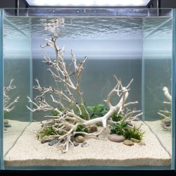 Korzeń do akwarium i terrarium Coral Tree Wood Korzeń do akwarium i terrarium Coral Tree Wood