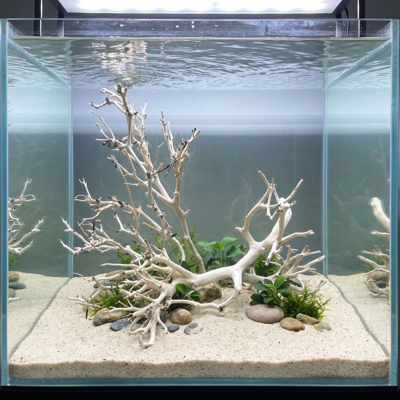 Korzeń do akwarium i terrarium Coral Tree Wood Korzeń do akwarium i terrarium Coral Tree Wood