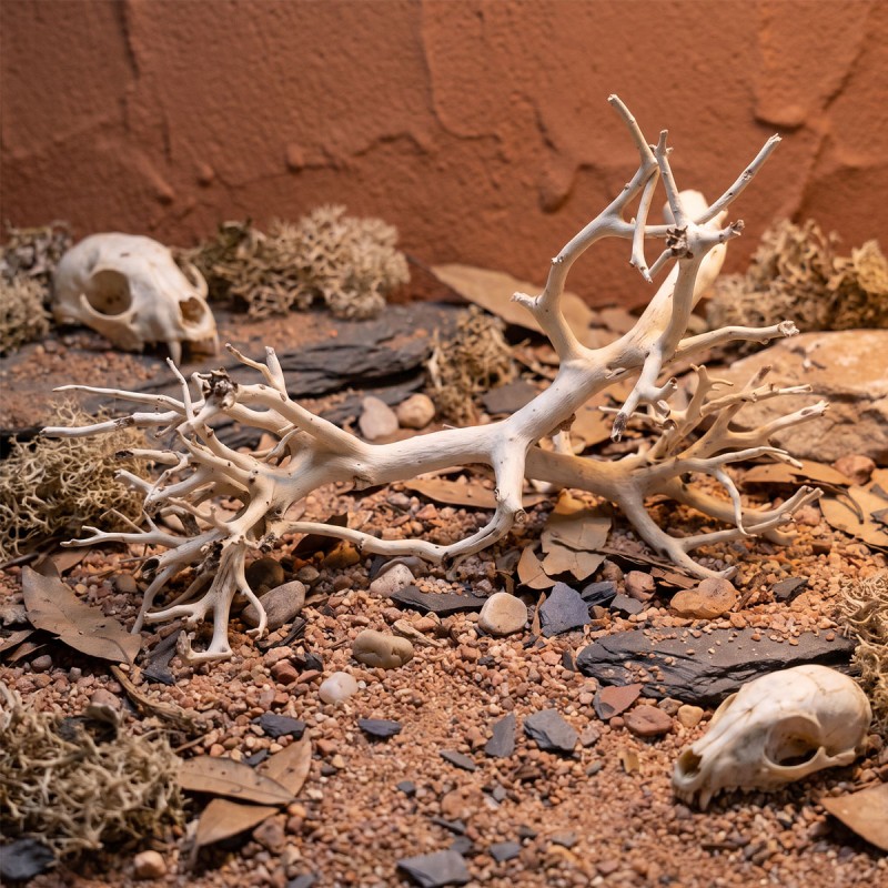 Korzeń do akwarium i terrarium Coral Tree Wood Korzeń do akwarium i terrarium Coral Tree Wood