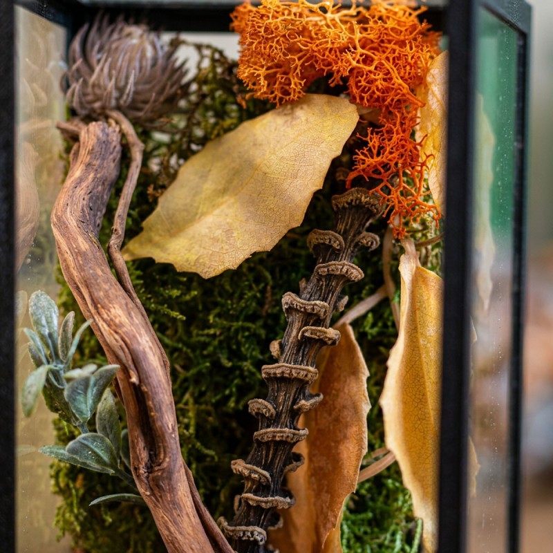 Jesienny Zestaw terrarium szklane 10x10x20cm z ramkami