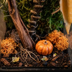 Jesienny Zestaw terrarium szklane 10x10x20cm z ramkami